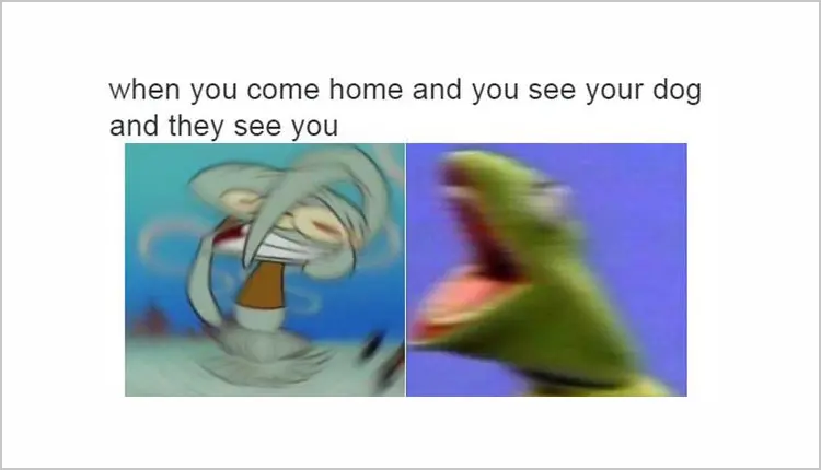 15 Absolutely Pure Wholesome Memes to Make Your Day 6 Dog owners can relate