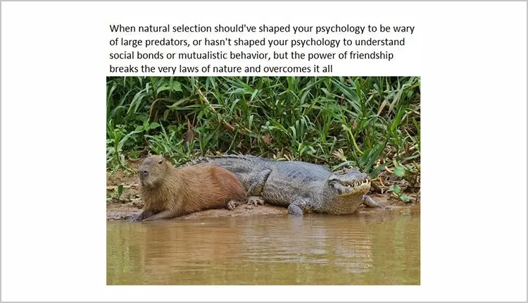 True friendship True friendship