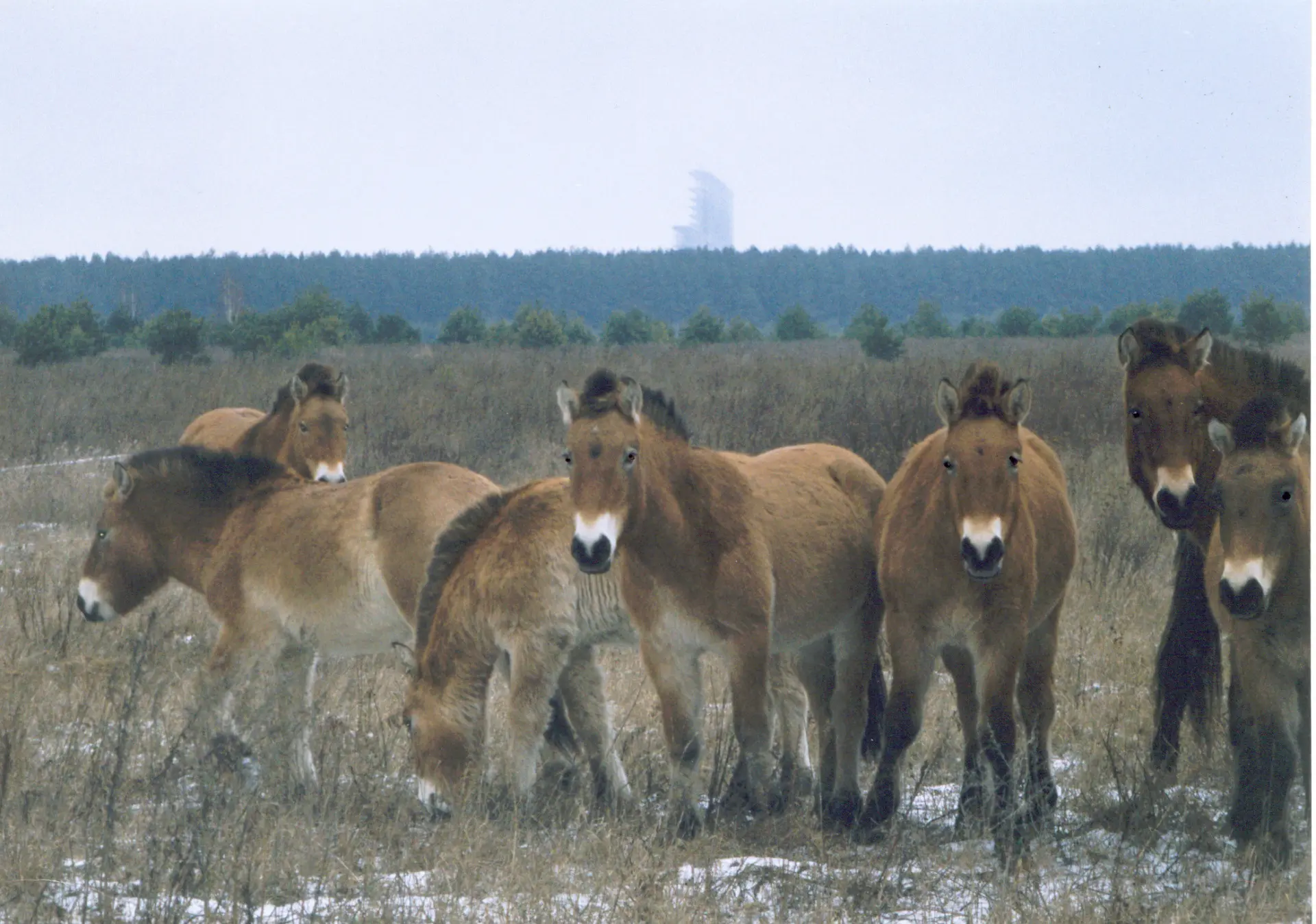 Coronavirus Might Be Saving Our Environment! 2 CoronaVirus Might Be Saving Our Environment Chernobyl