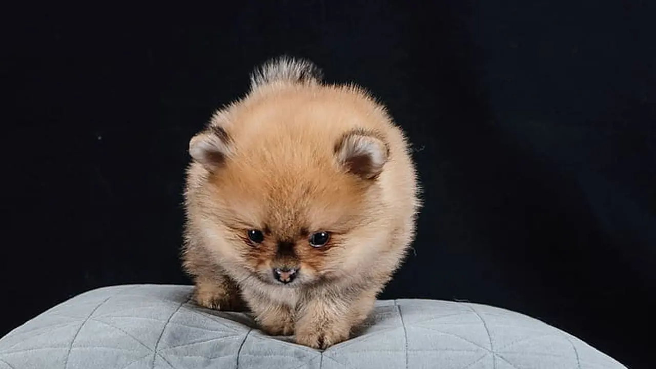 First Dog Infected With Coronavirus Dies