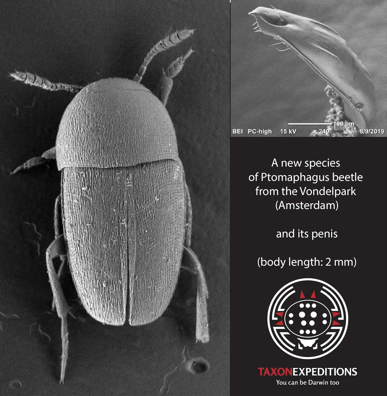 Scientists Named A Beetle After The Beatles! 1 Scientists Named A Beetle After The Beatles!