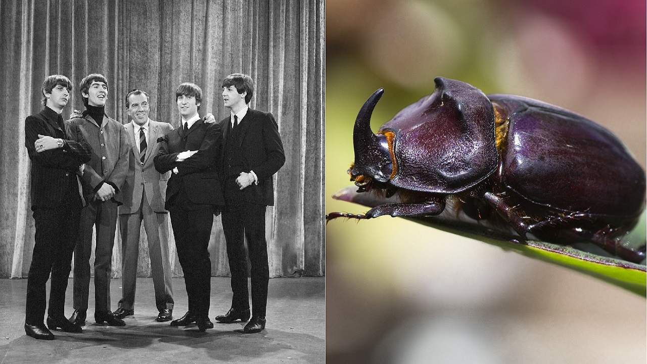Scientists Named A Beetle After The Beatles!